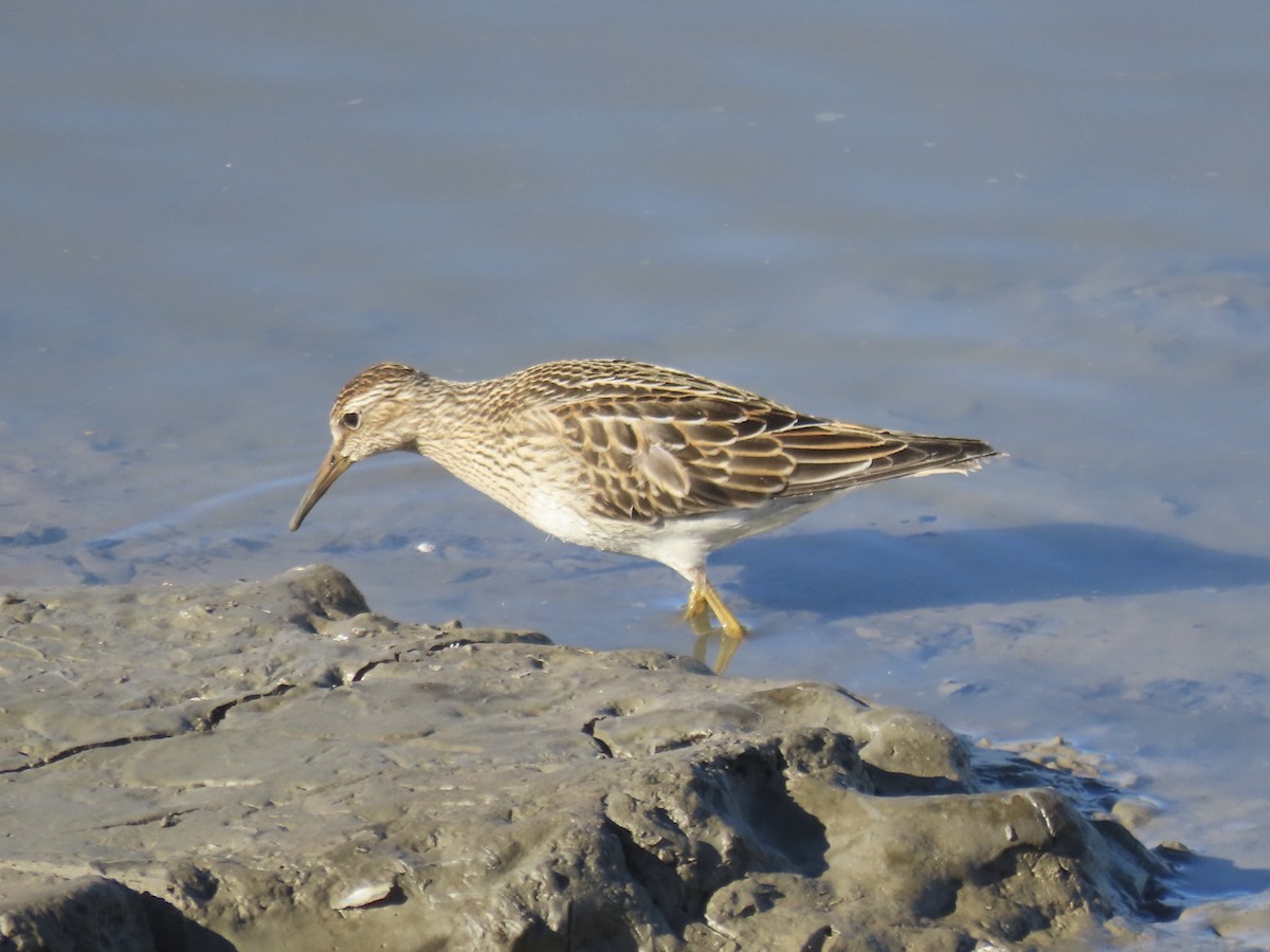 Побережник арктичний - ML645419654