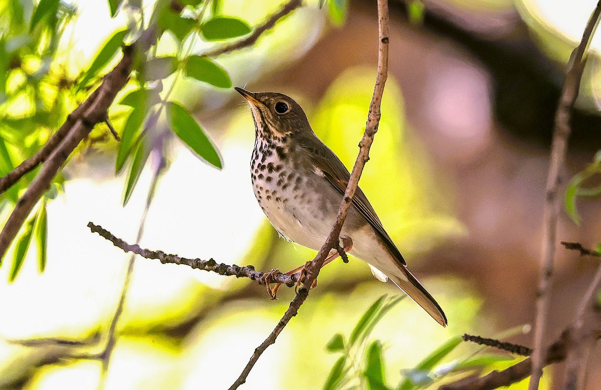 Дрізд-короткодзьоб плямистоволий - ML645419655