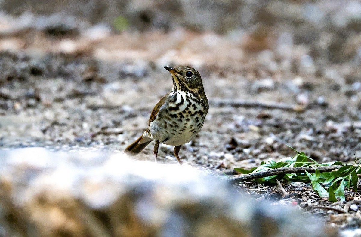 Дрізд-короткодзьоб плямистоволий - ML645419656