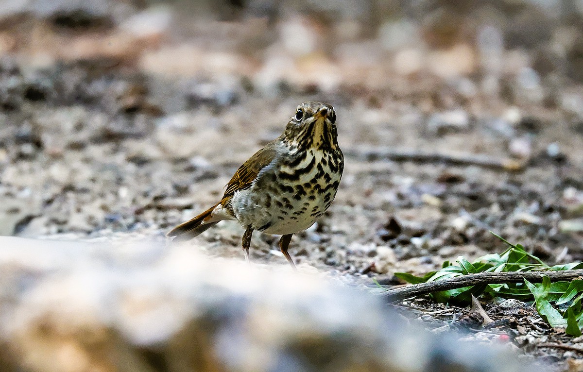 Дрізд-короткодзьоб плямистоволий - ML645419657