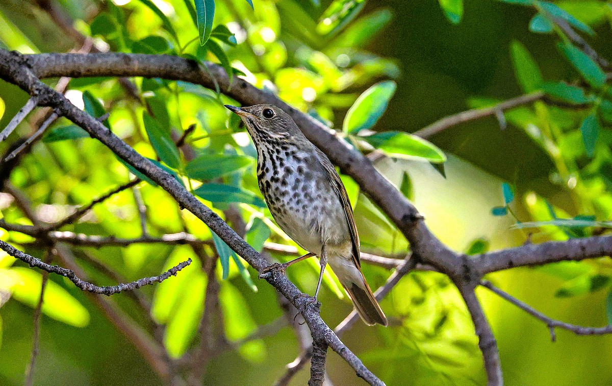 Дрізд-короткодзьоб плямистоволий - ML645419658