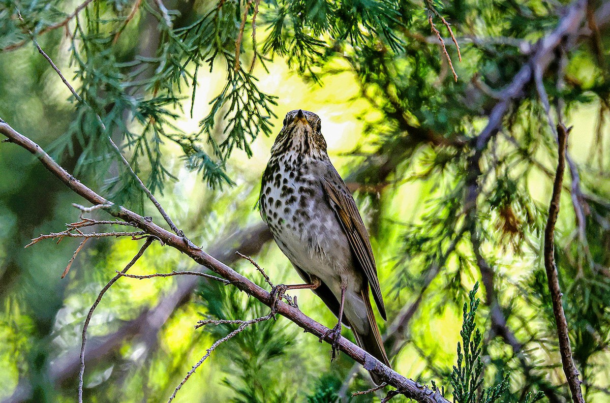 Дрізд-короткодзьоб плямистоволий - ML645419659