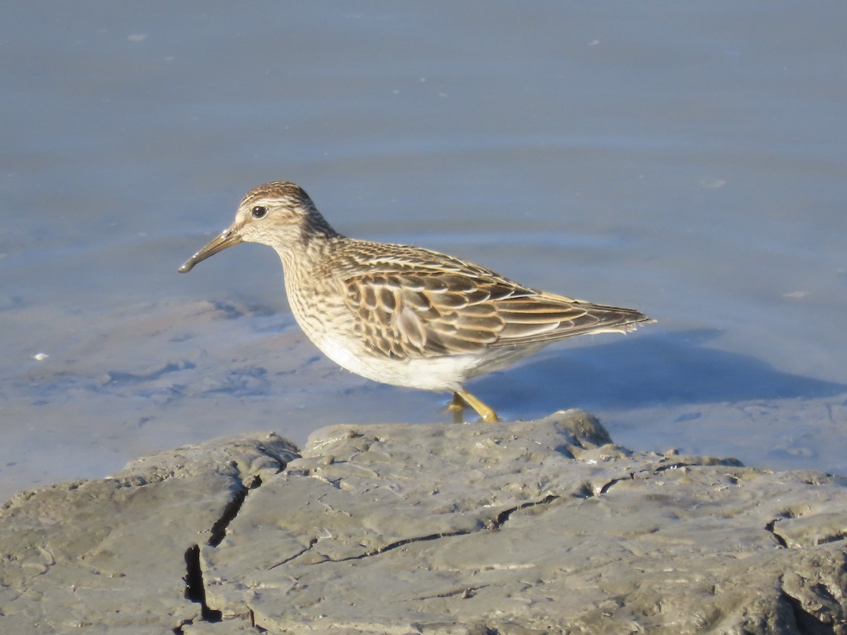 Побережник арктичний - ML645419660