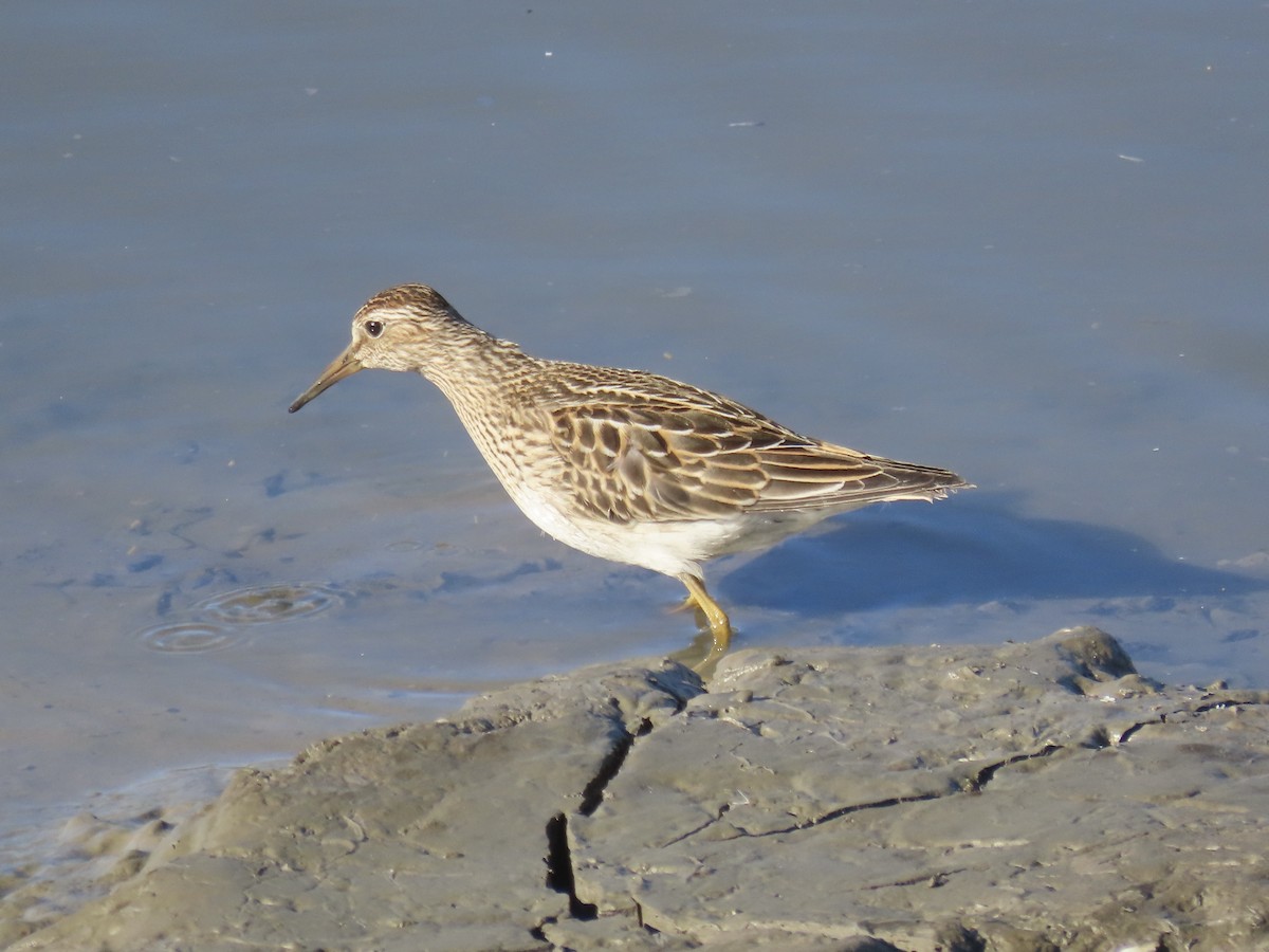 Побережник арктичний - ML645419661