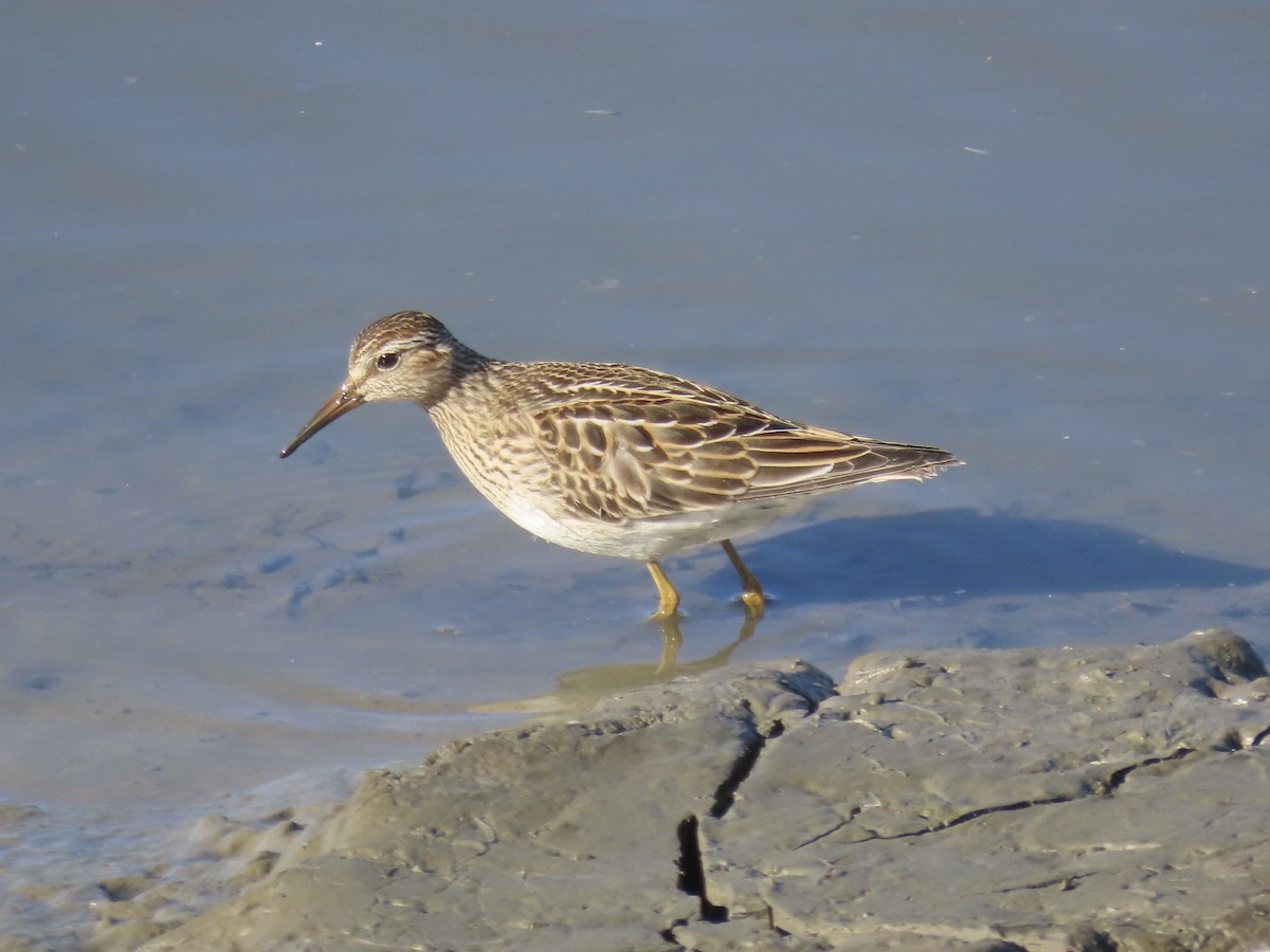 Побережник арктичний - ML645419662