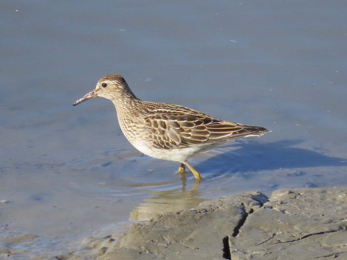 Побережник арктичний - ML645419663