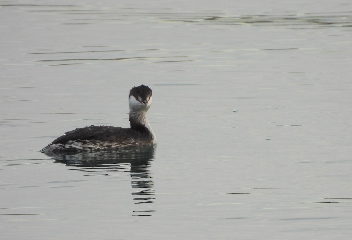 Txilinporta urrebelarria - ML645419664