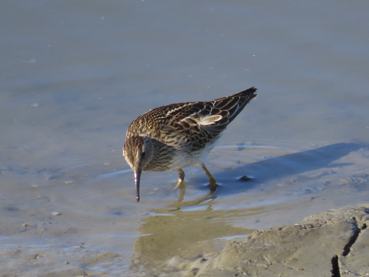 Побережник арктичний - ML645419665