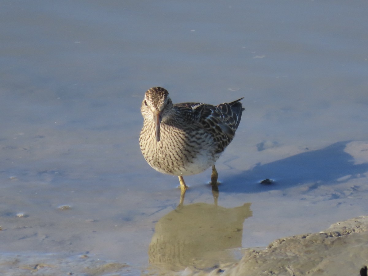 Побережник арктичний - ML645419668