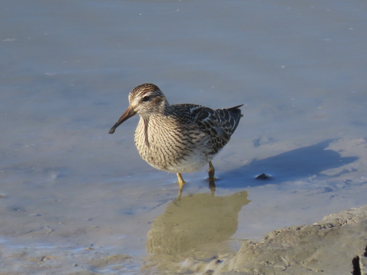 Побережник арктичний - ML645419669