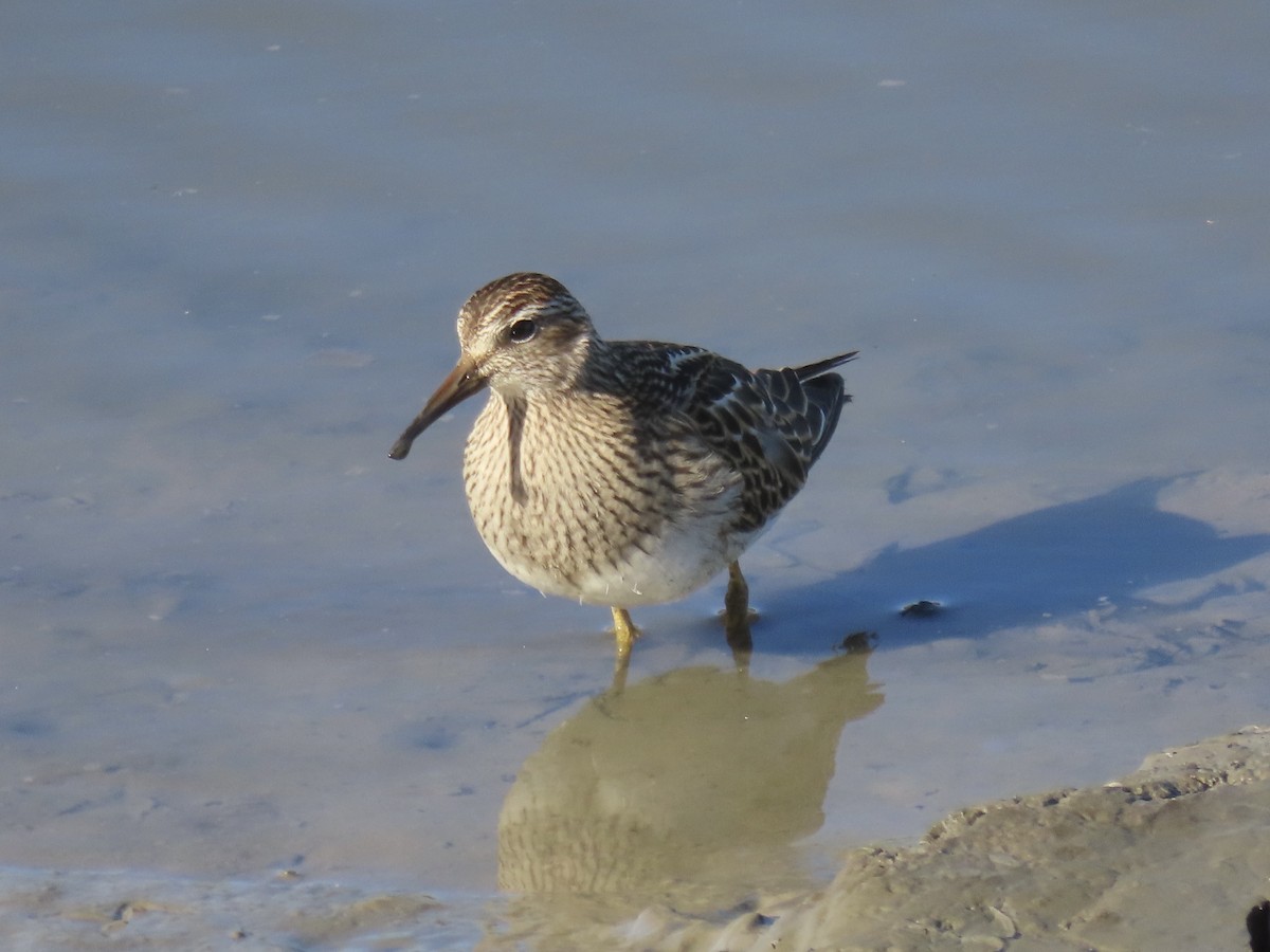 Побережник арктичний - ML645419670