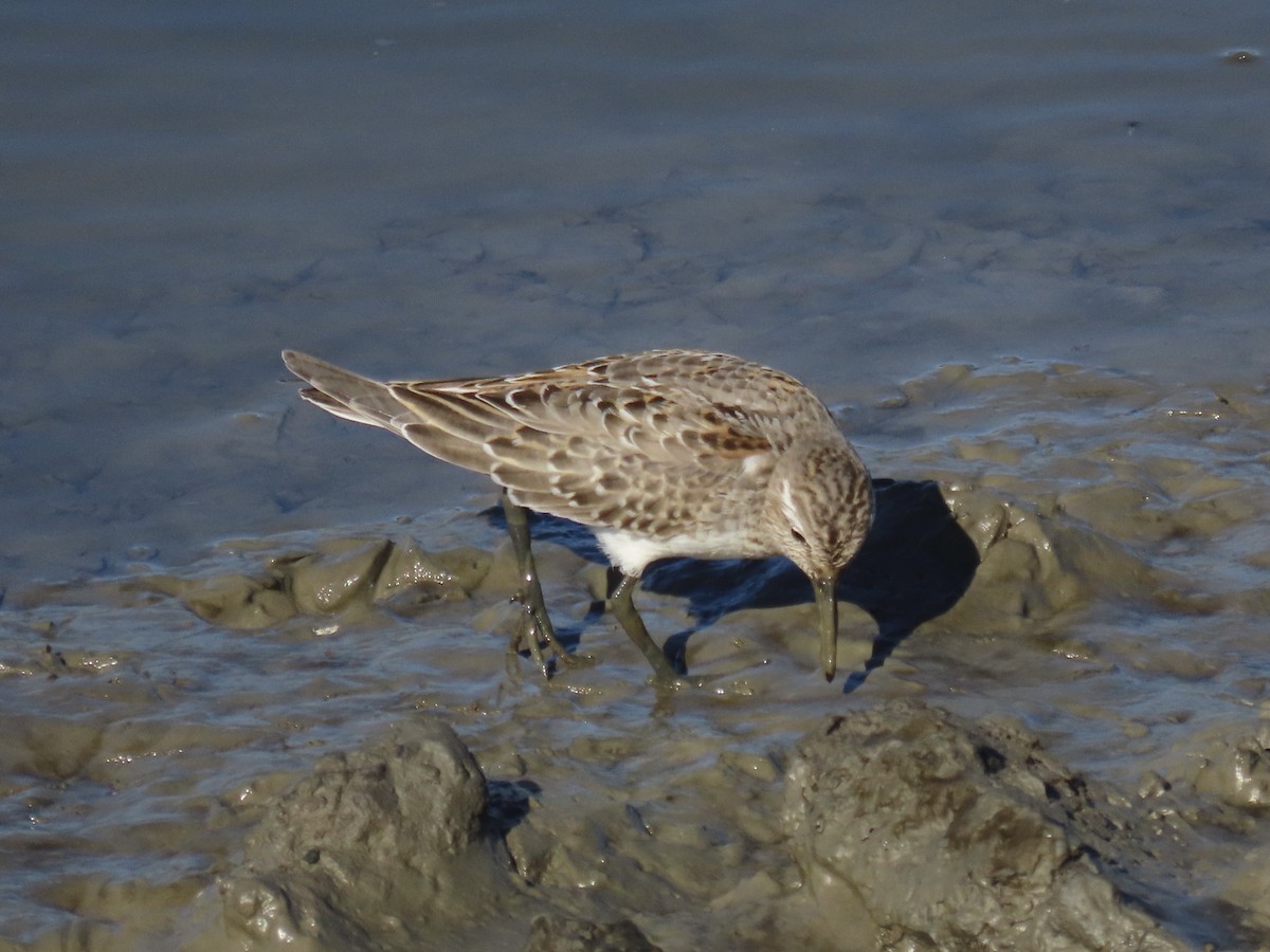 bonapartesnipe - ML645419675