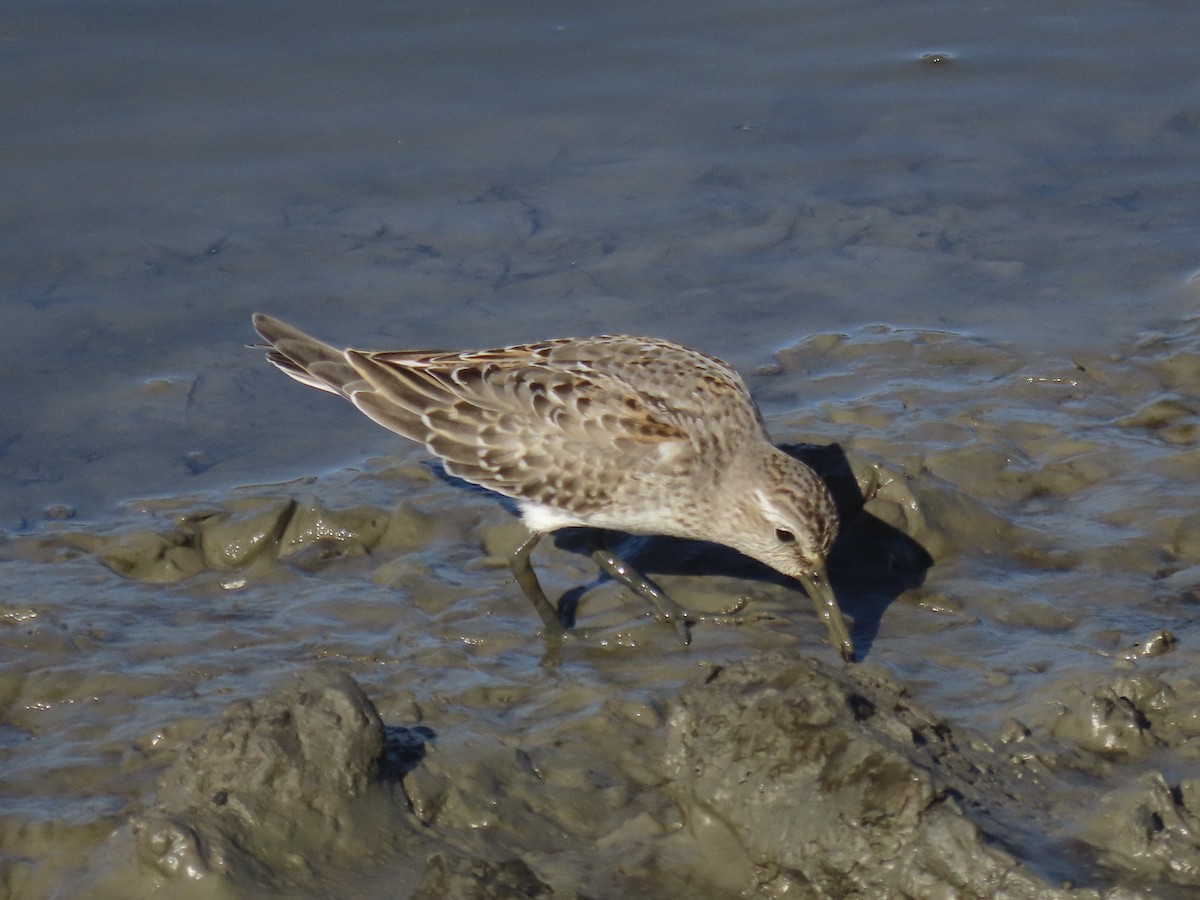 bonapartesnipe - ML645419676