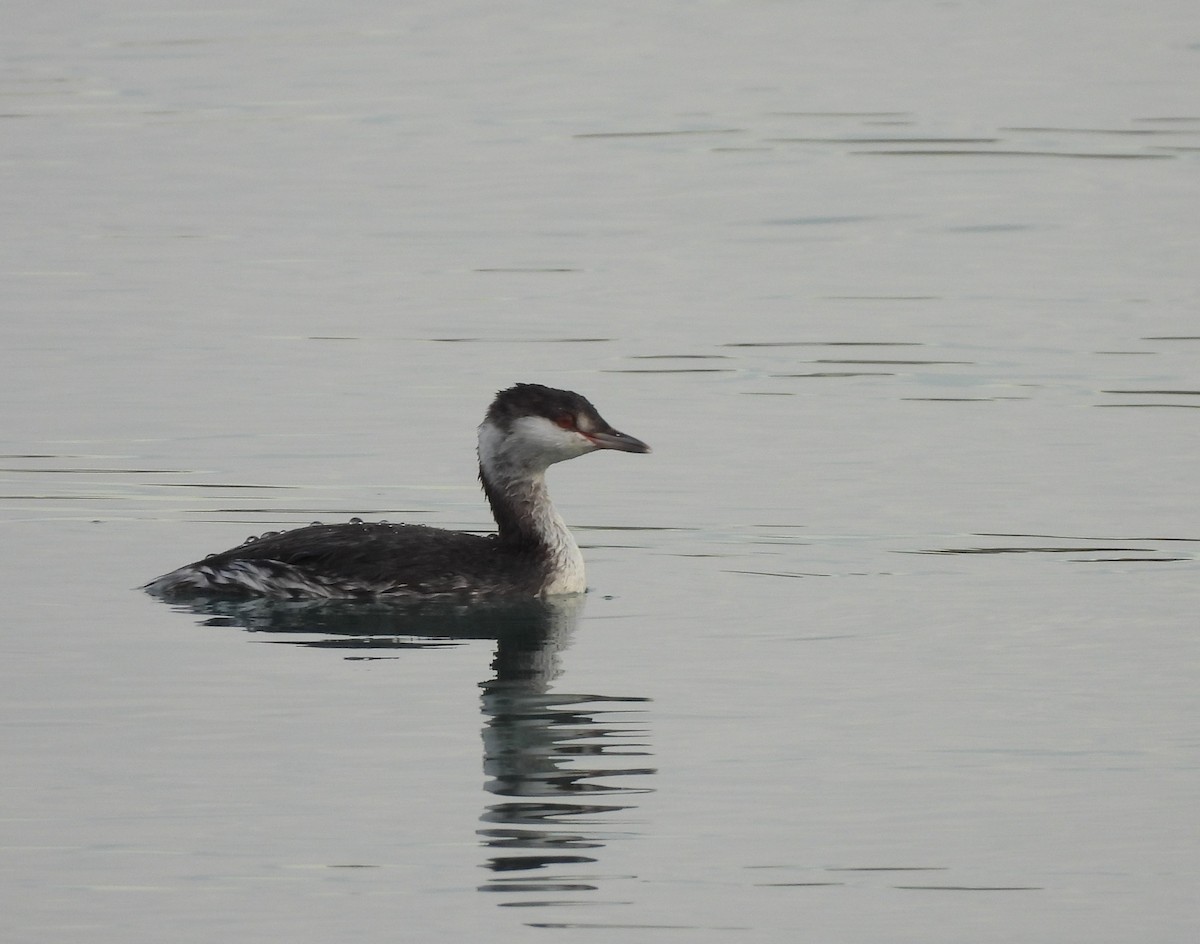 Txilinporta urrebelarria - ML645419678