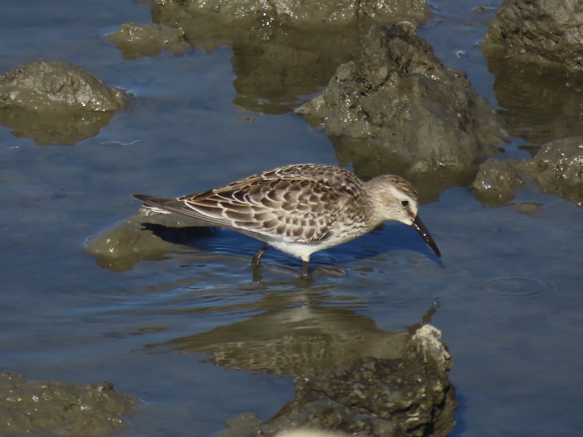 bonapartesnipe - ML645419679
