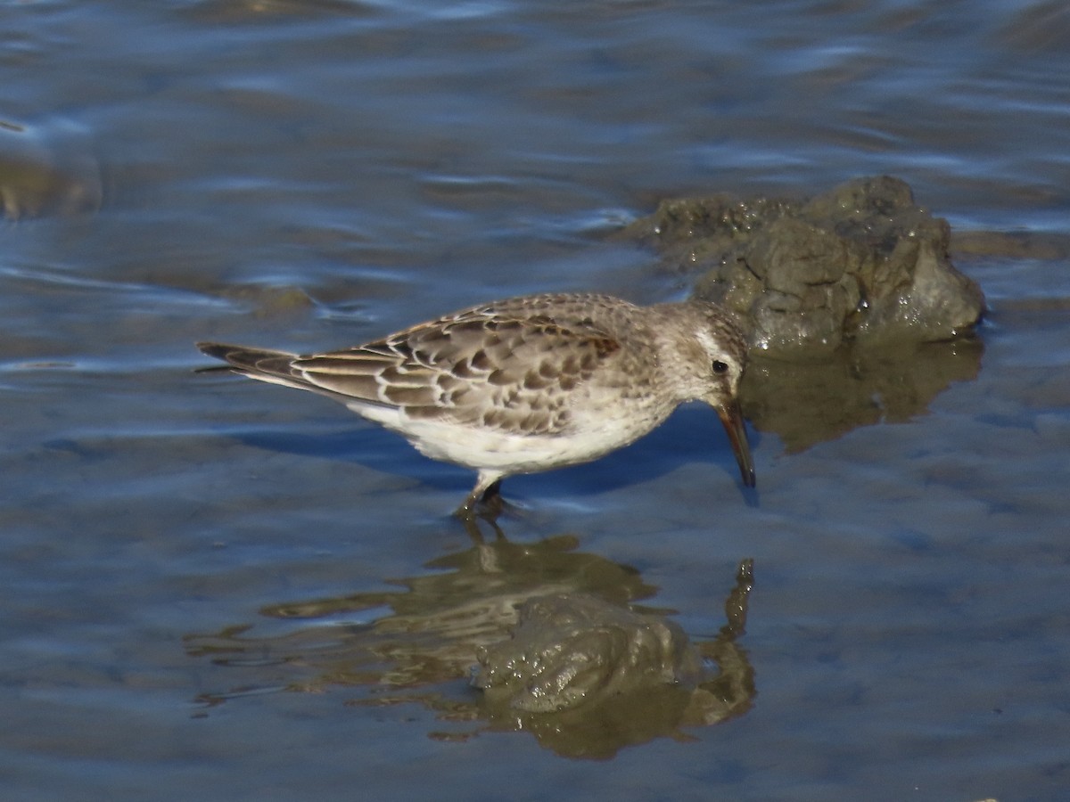 bonapartesnipe - ML645419680