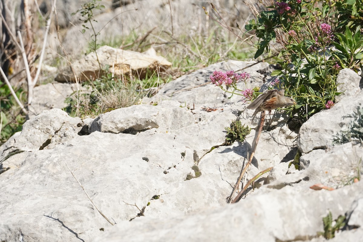 Alpine Accentor - ML645419681