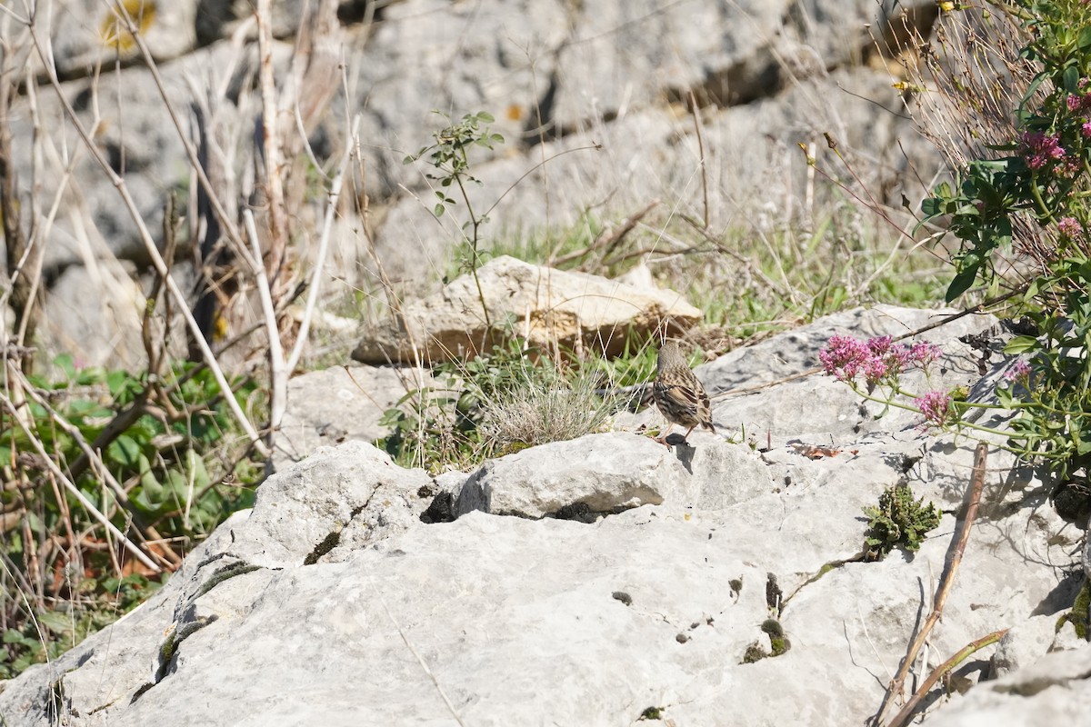 Alpine Accentor - ML645419682