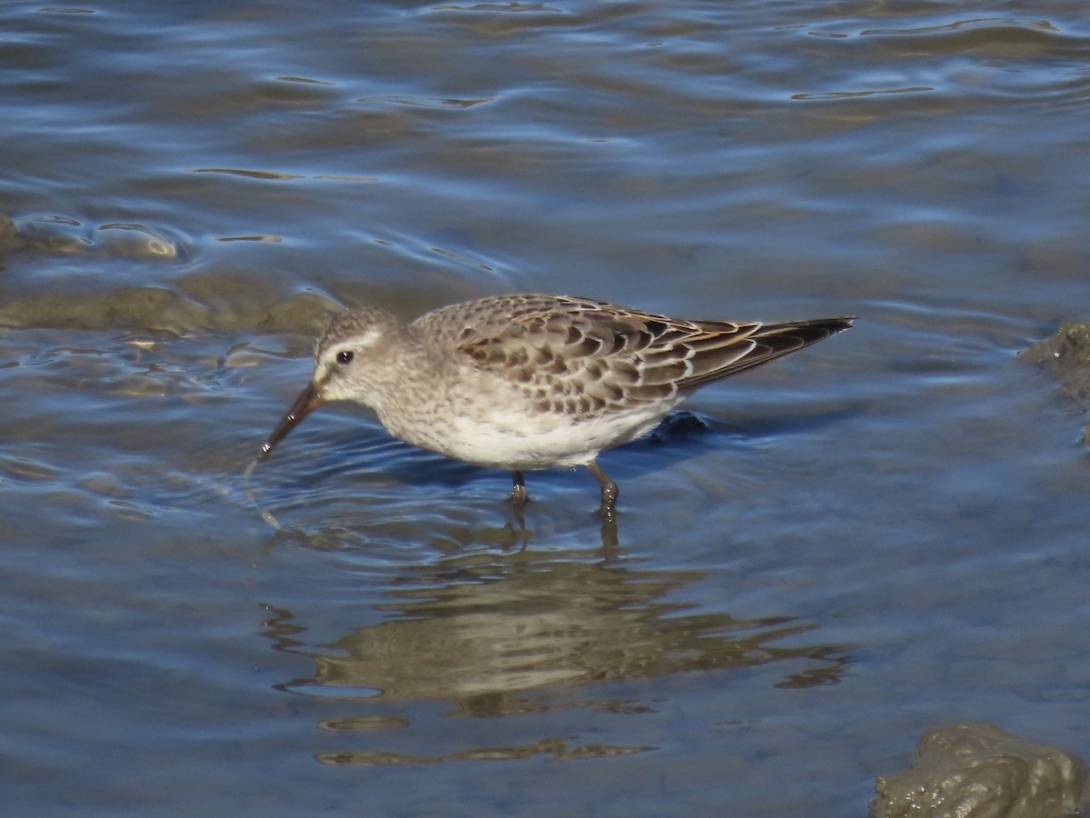 bonapartesnipe - ML645419683