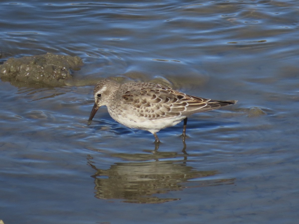 bonapartesnipe - ML645419684