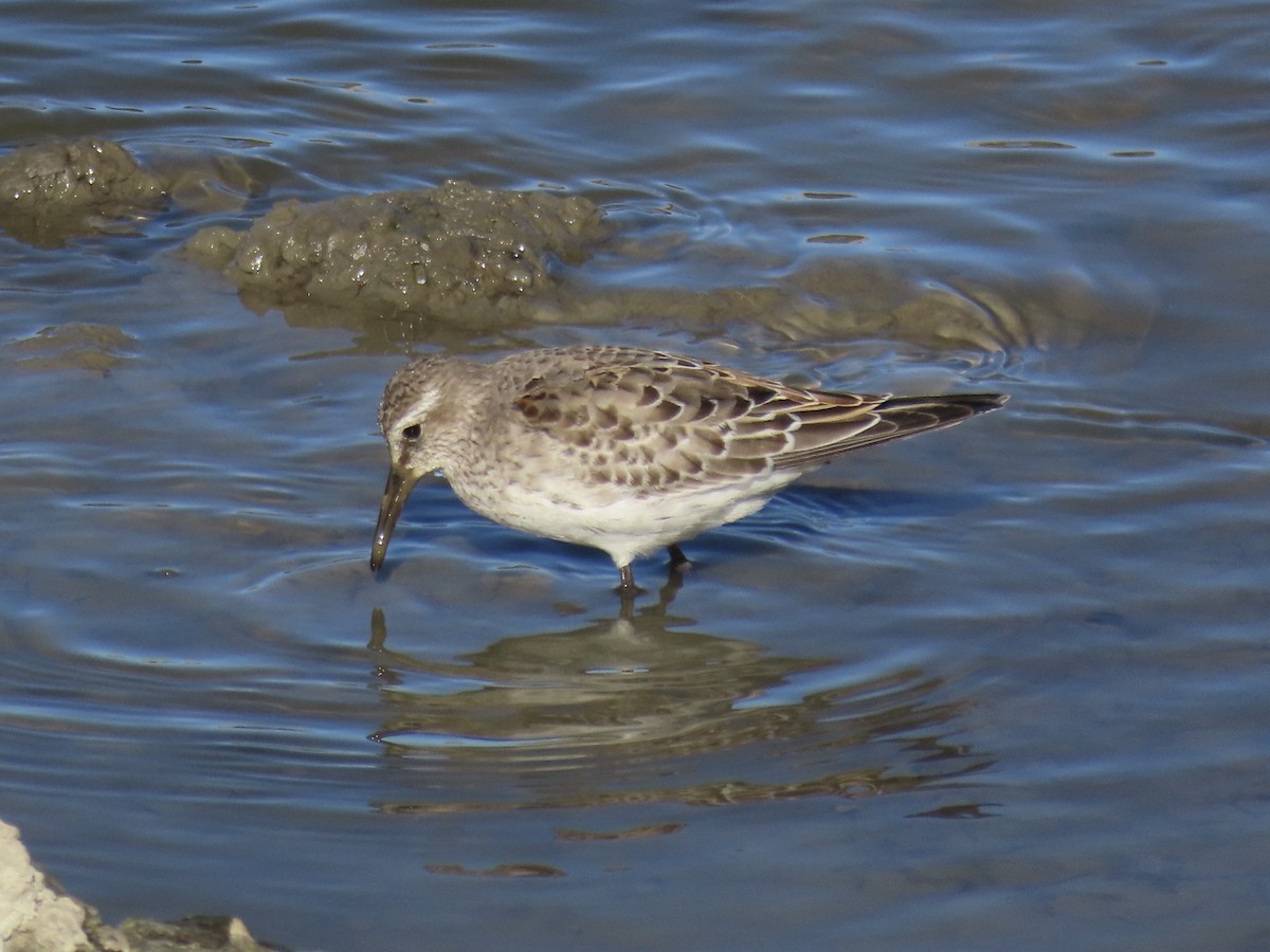 bonapartesnipe - ML645419686