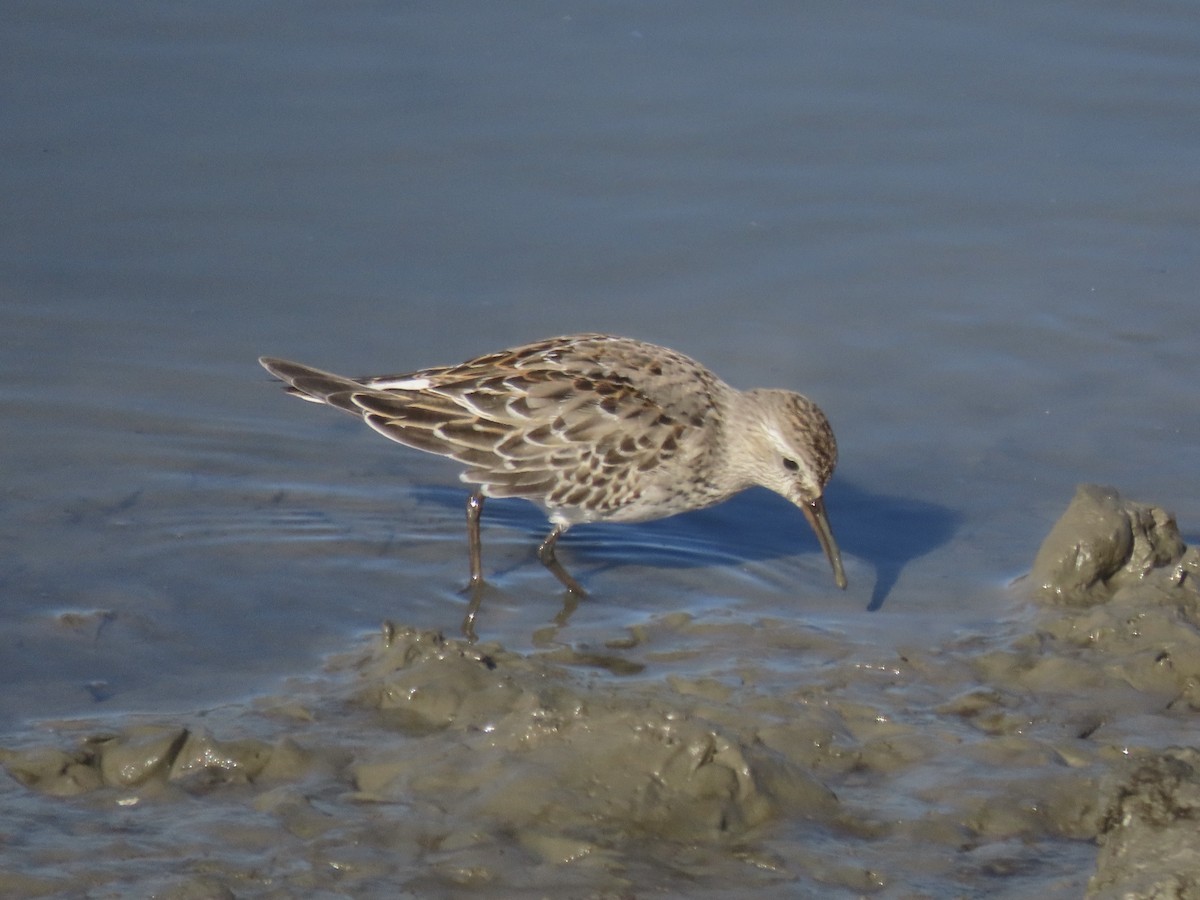 bonapartesnipe - ML645419687