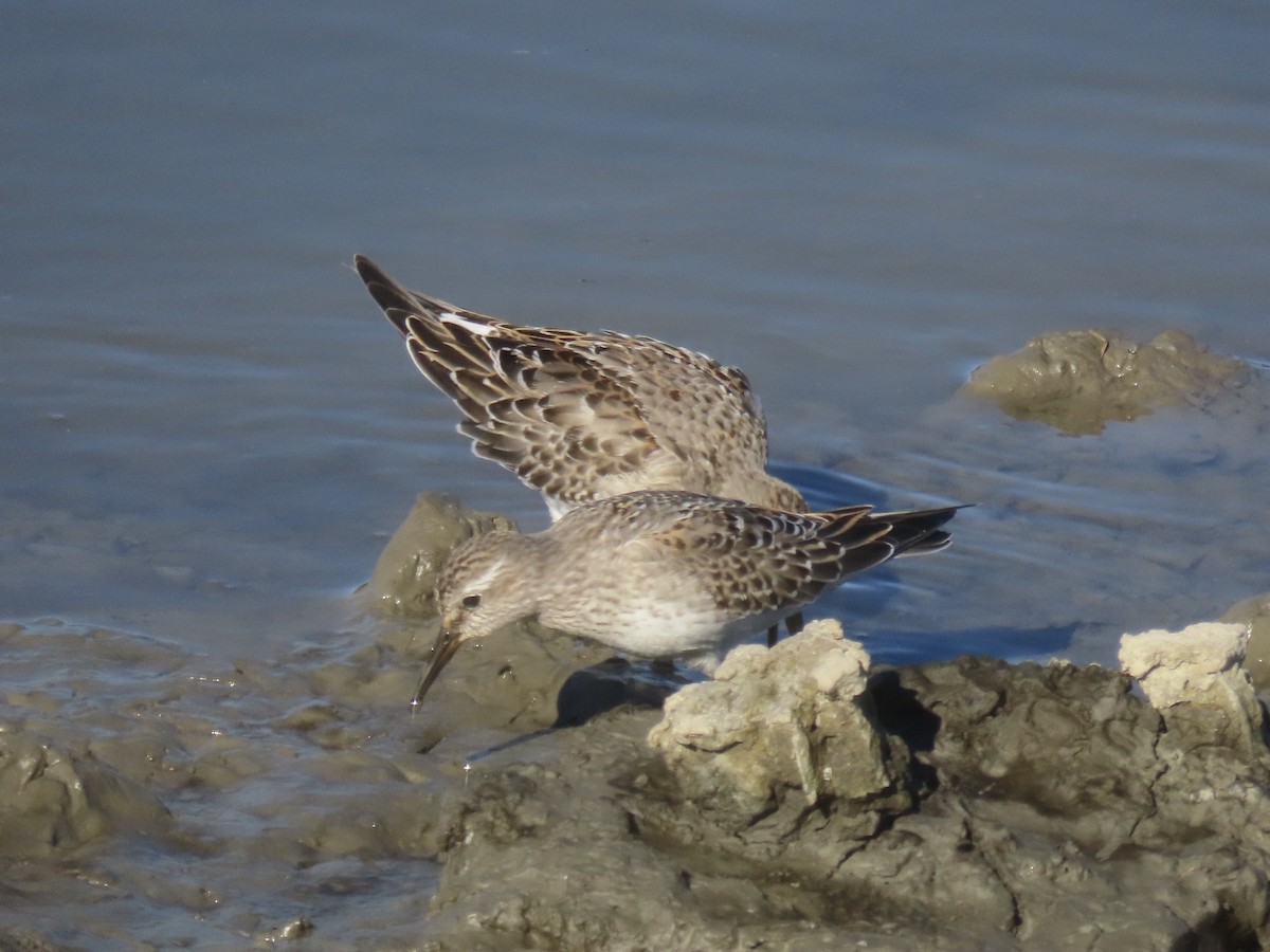 bonapartesnipe - ML645419690