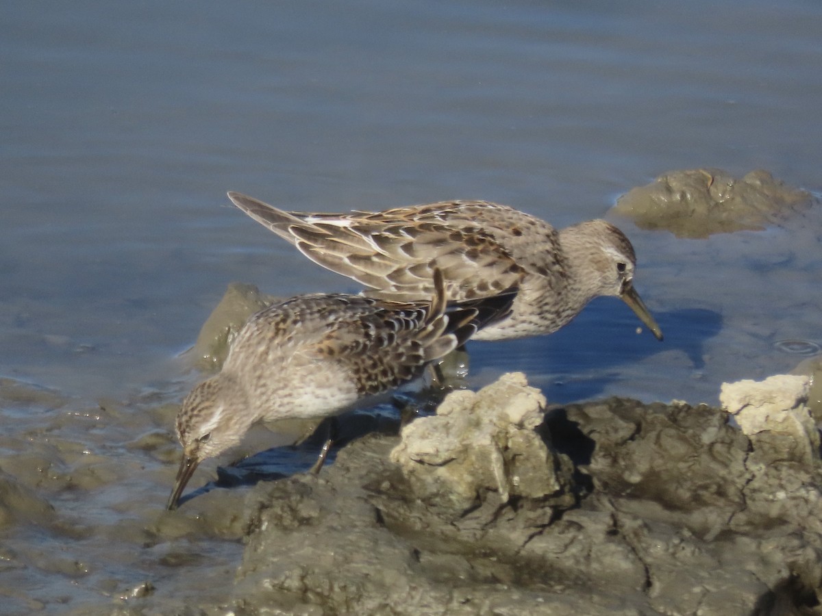 bonapartesnipe - ML645419695