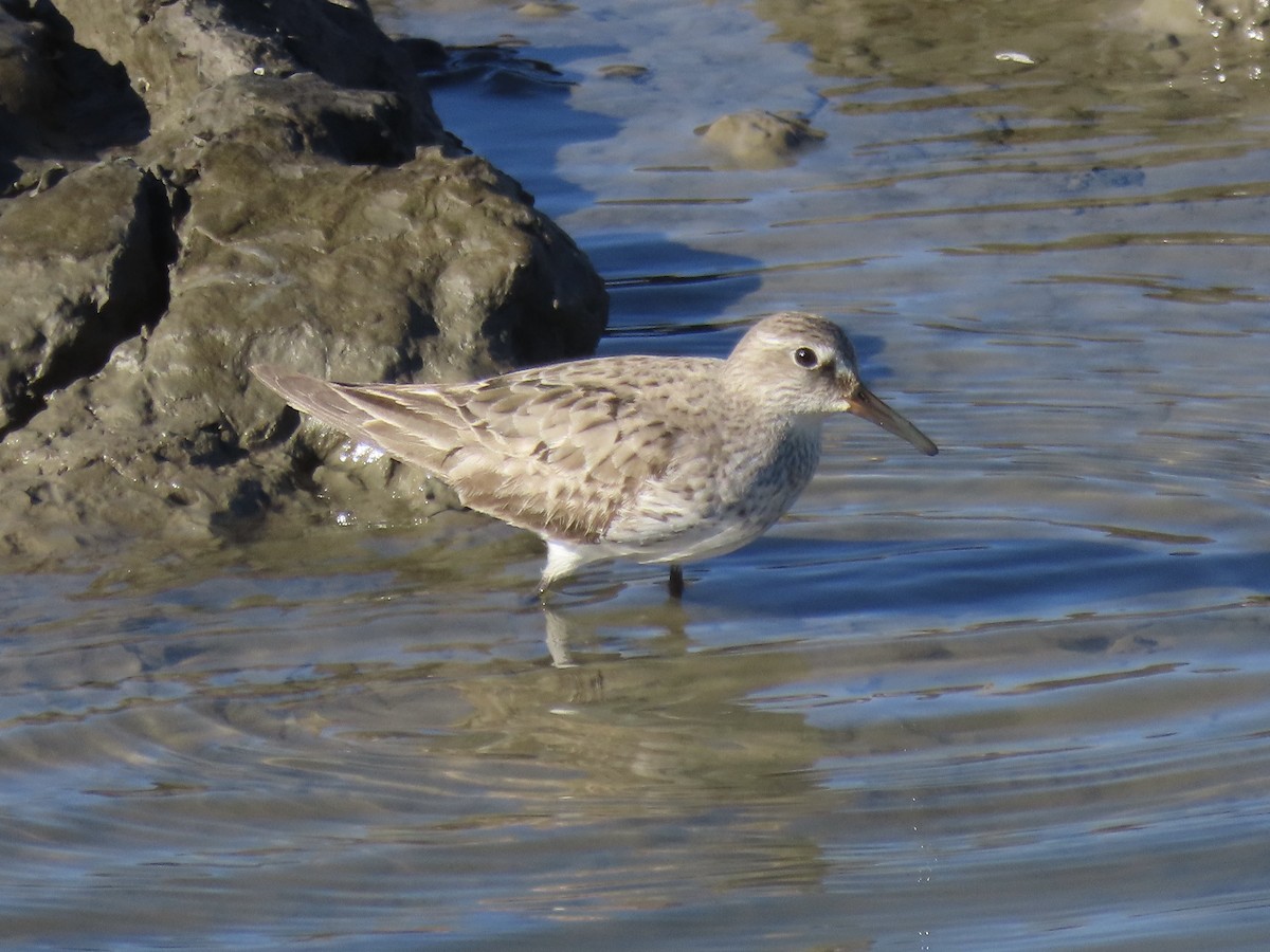 bonapartesnipe - ML645419696