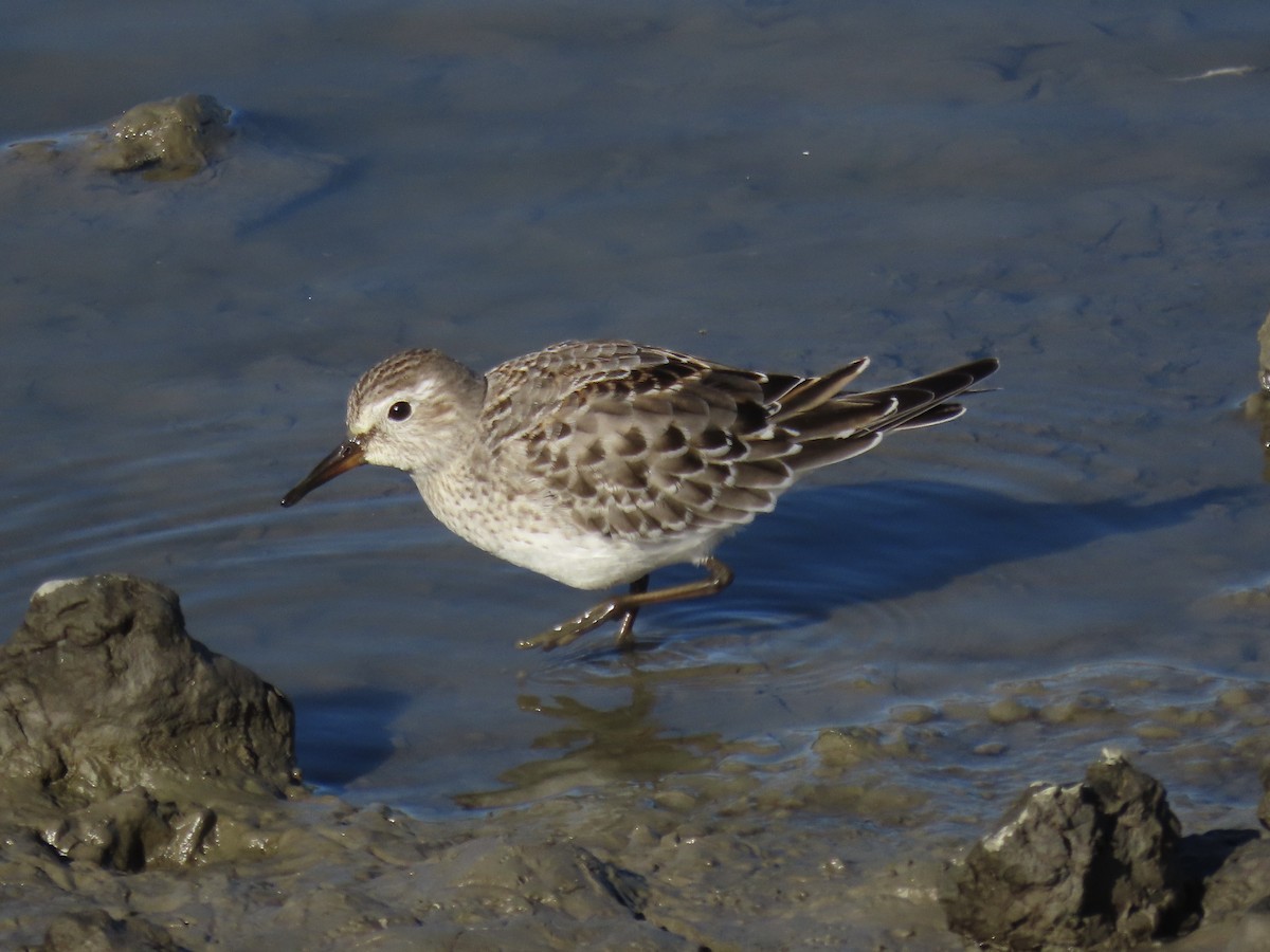 bonapartesnipe - ML645419698