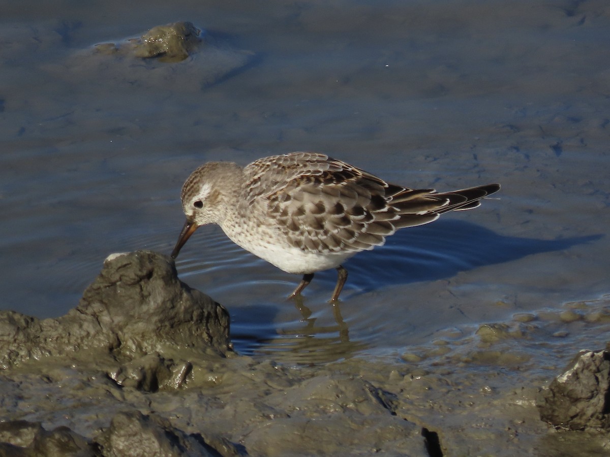 bonapartesnipe - ML645419702