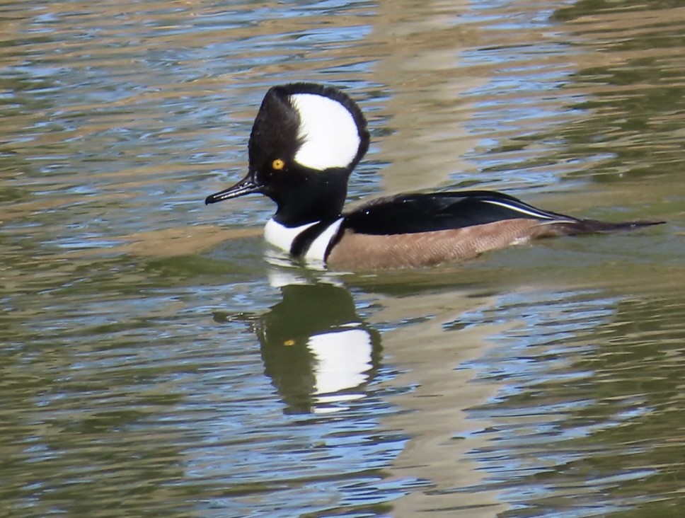 Hooded Merganser - ML645419706