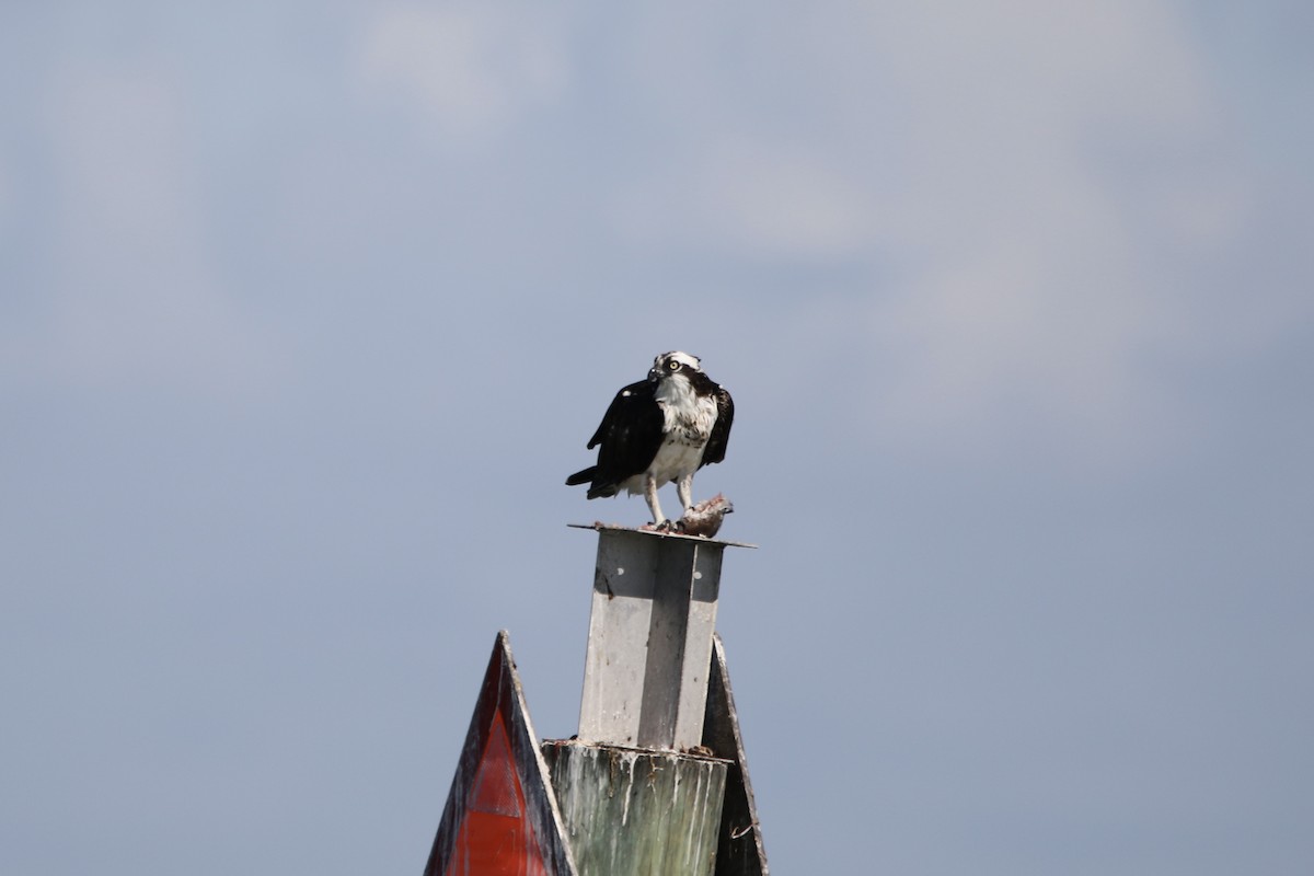 Falco pescatore - ML645419708