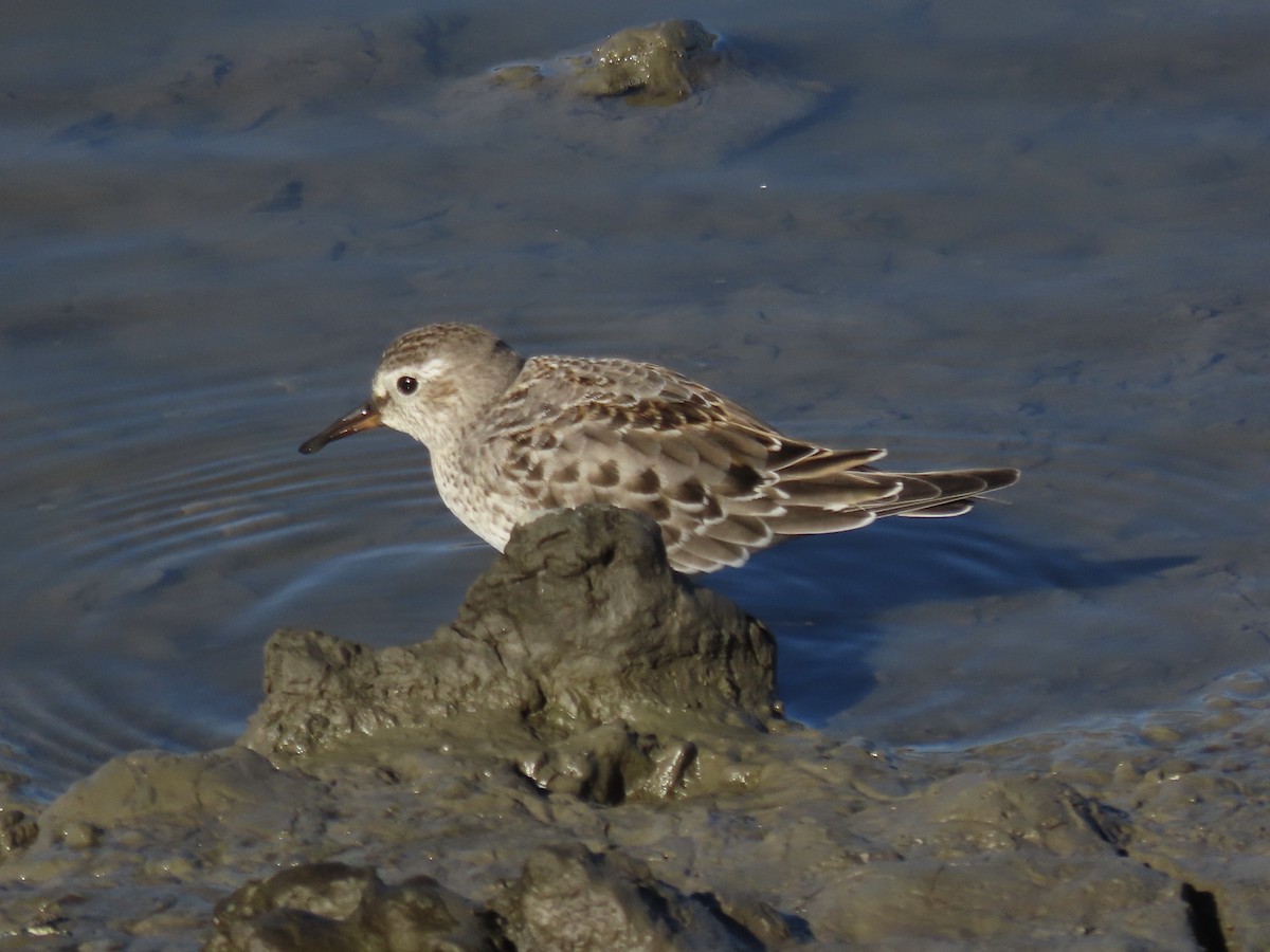 bonapartesnipe - ML645419709