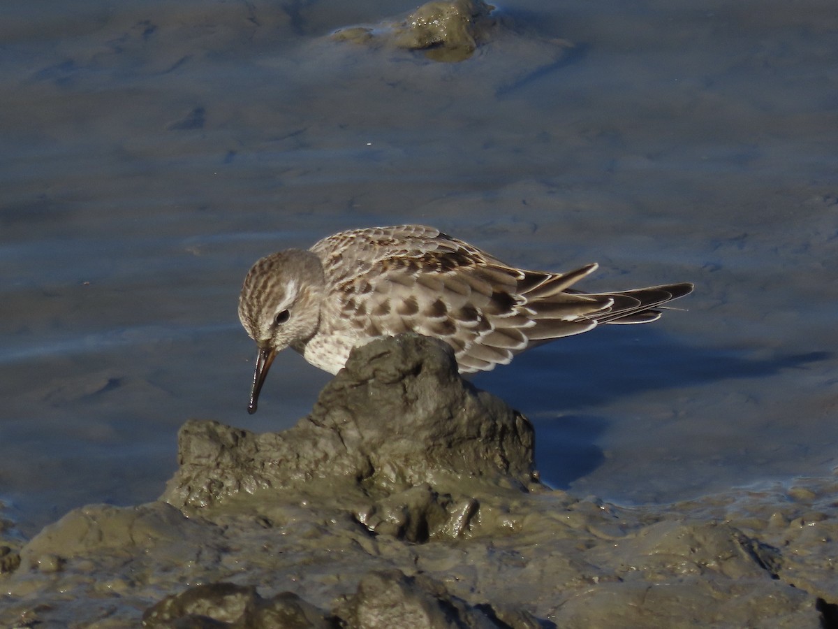 bonapartesnipe - ML645419712