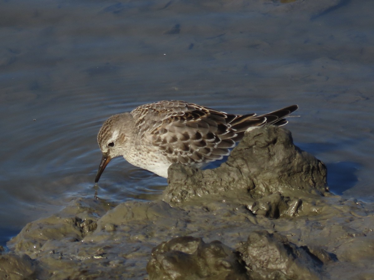 bonapartesnipe - ML645419714