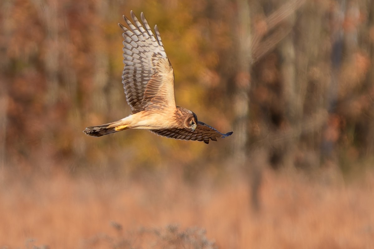 Northern Harrier - ML645419715
