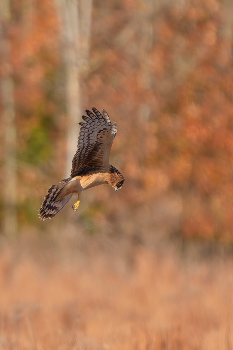 Northern Harrier - ML645419716
