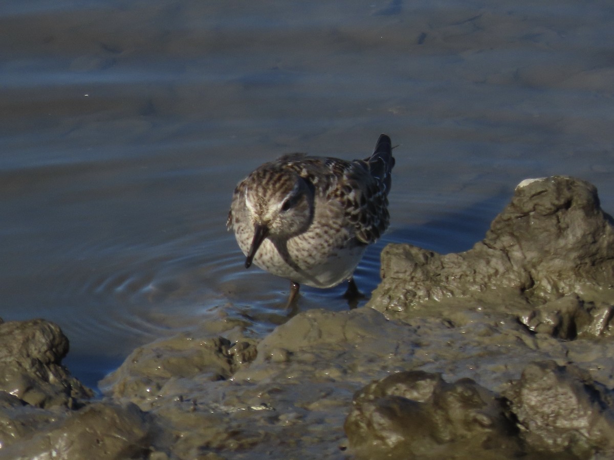 bonapartesnipe - ML645419718