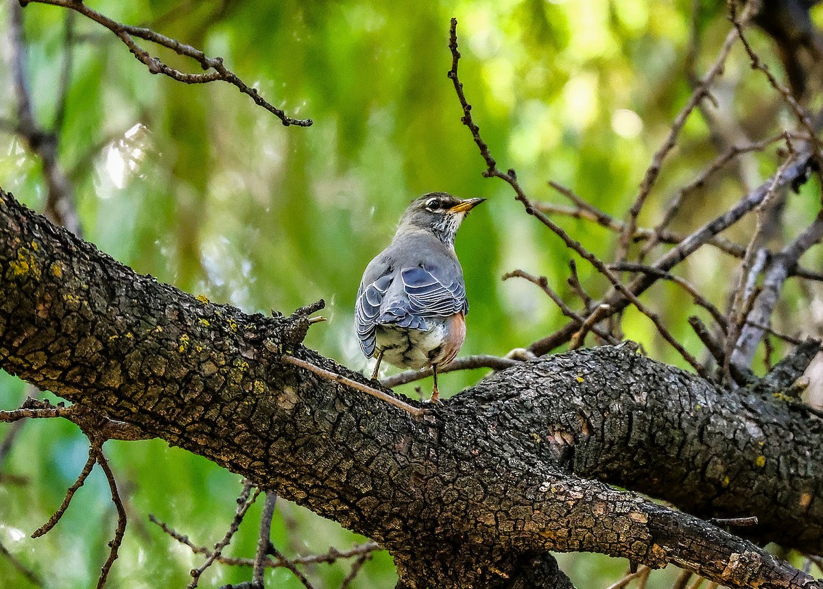 Дрізд мандрівний - ML645419719