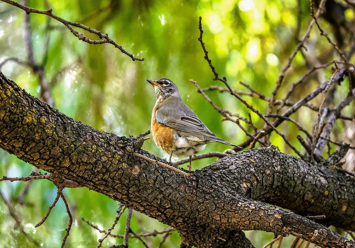 Дрізд мандрівний - ML645419720
