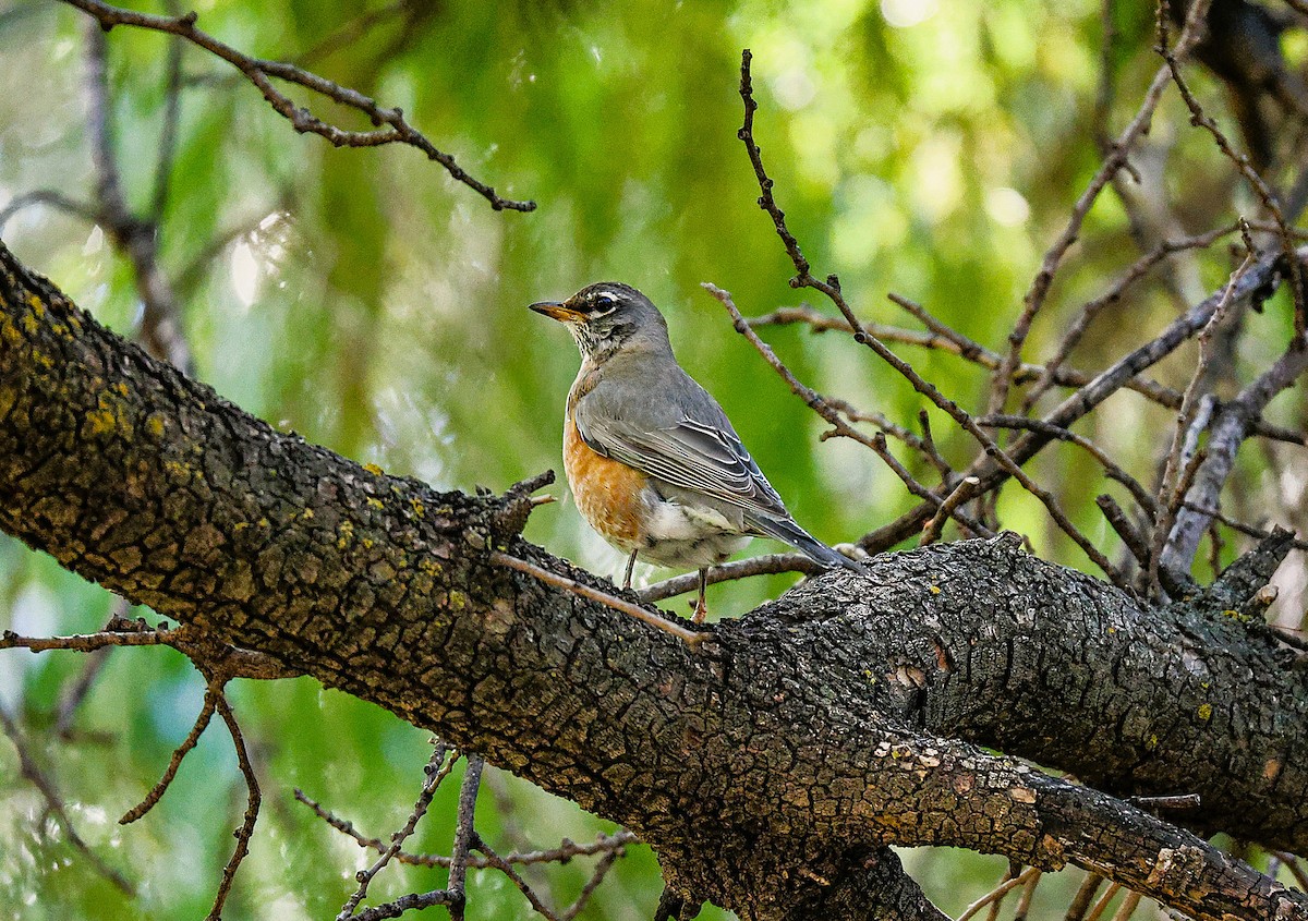 Дрізд мандрівний - ML645419721