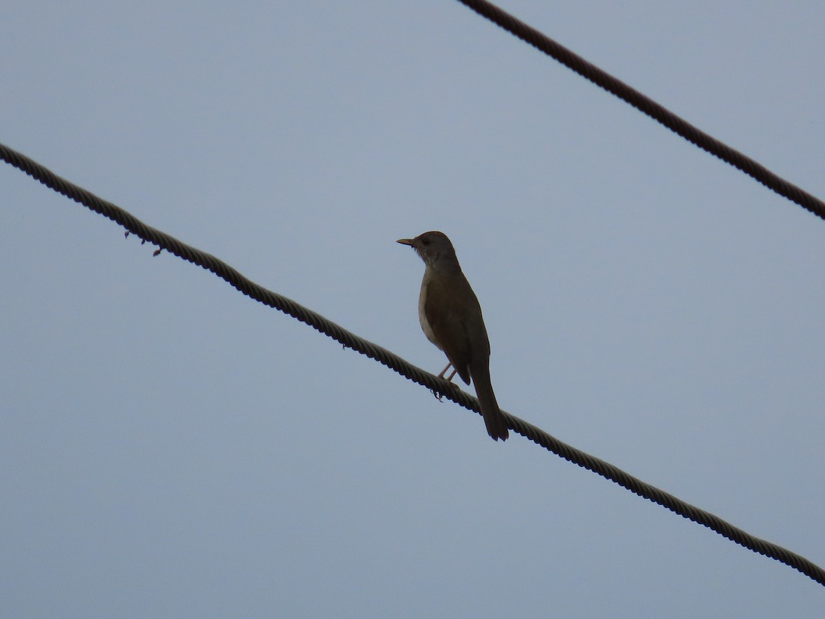 Pale-breasted Thrush - ML645419724