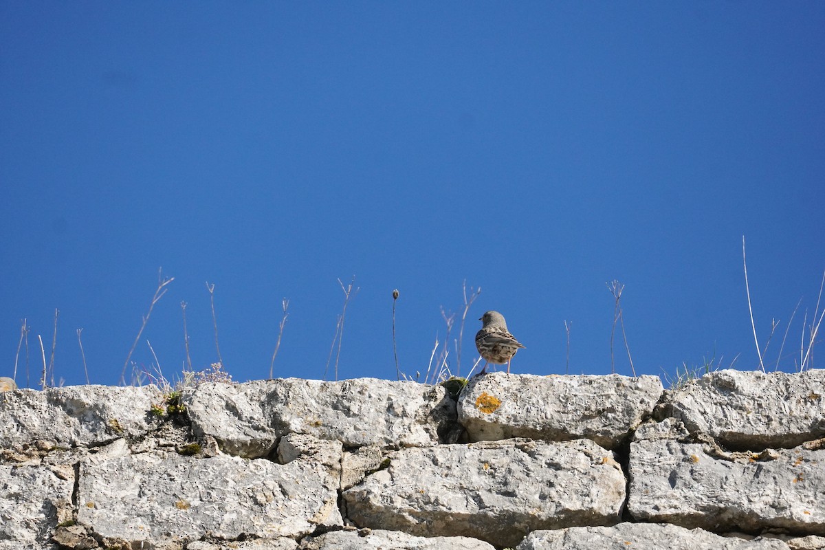 Alpine Accentor - ML645419727