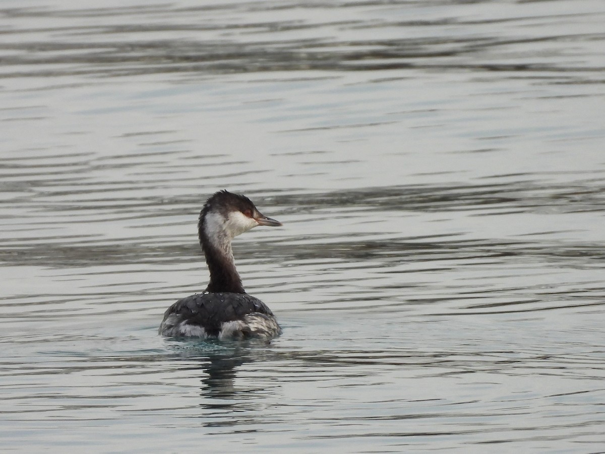 Txilinporta urrebelarria - ML645419729