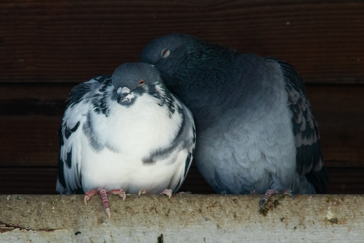 Haitz-usoa (etxekoa) - ML645419734