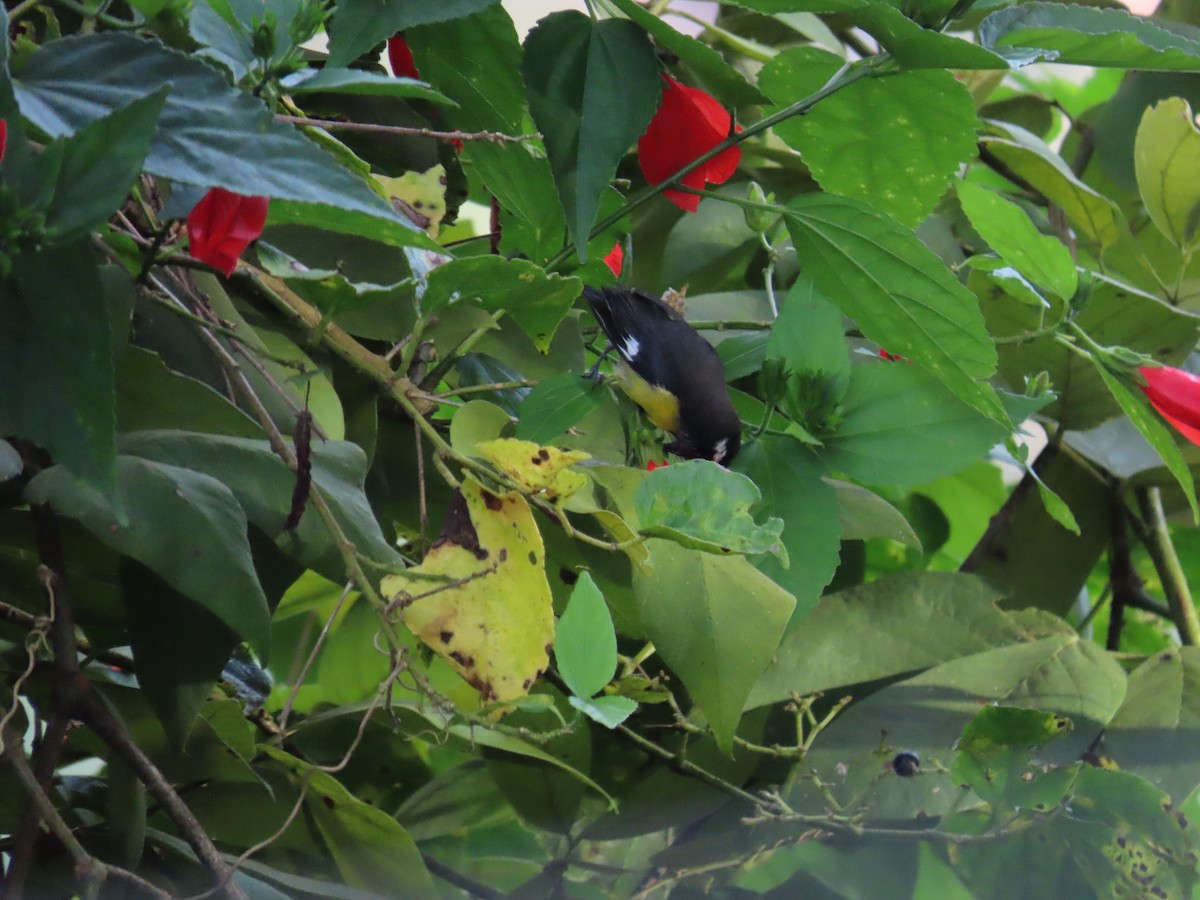 Sucrier à ventre jaune - ML645419736