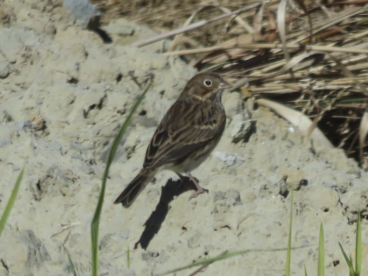 Vesper Sparrow - ML645419738