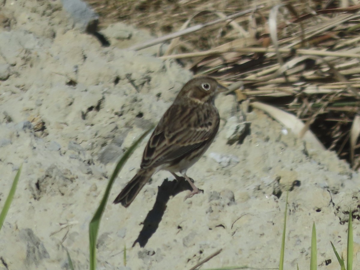 Vesper Sparrow - ML645419739