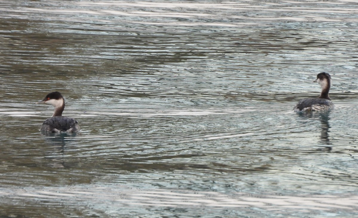 Txilinporta urrebelarria - ML645419740